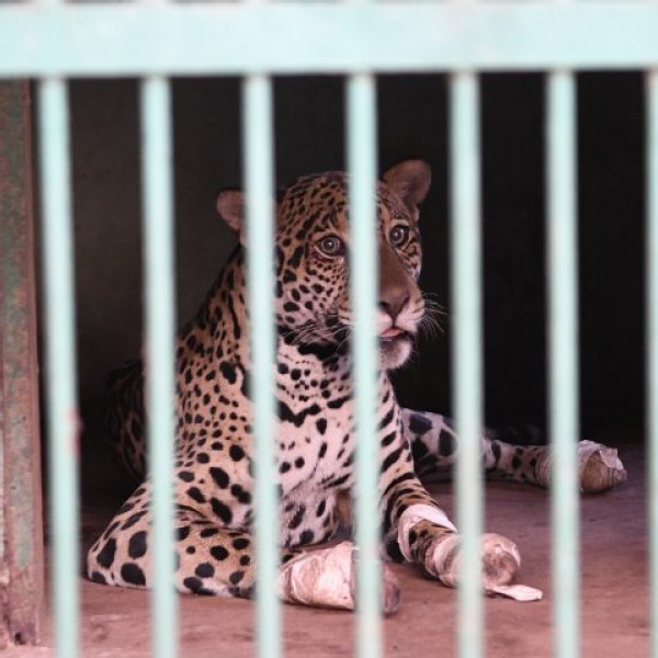 Onça-pintada resgatada no Pantanal inicia tratamento em Campo Grande