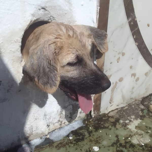 Bombeiros resgatam cachorro preso em parede em Corumbá