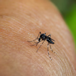 Casos de chikungunya chegam a 130 no Estado; SES reforça medidas de prevenção