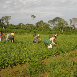 Programa AgroAmigo oferece R$ 1 bilhão em microcrédito