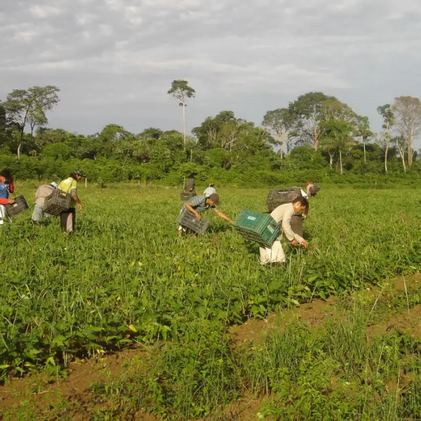 Programa AgroAmigo oferece R$ 1 bilhão em microcrédito