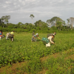 Programa AgroAmigo oferece R$ 1 bilhão em microcrédito