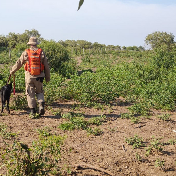 Desaparecido no Pantanal: Buscas utilizam recursos especiais para localizar homem de 54 anos