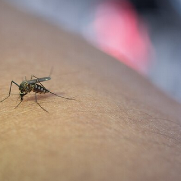Brasil enfrenta aumento alarmante de casos de dengue em 2024, alerta Ministério da Saúde
