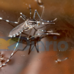 Corumbá e Sidrolândia lideram registros de casos prováveis de dengue em MS