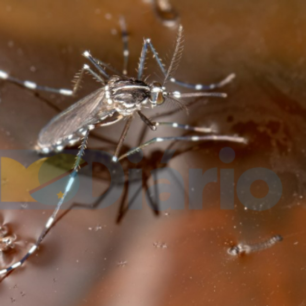 Corumbá e Sidrolândia lideram registros de casos prováveis de dengue em MS