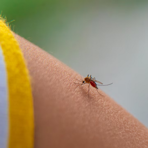 Casos de dengue aumentam em Mato Grosso do Sul, que já soma nove mortes em 2025