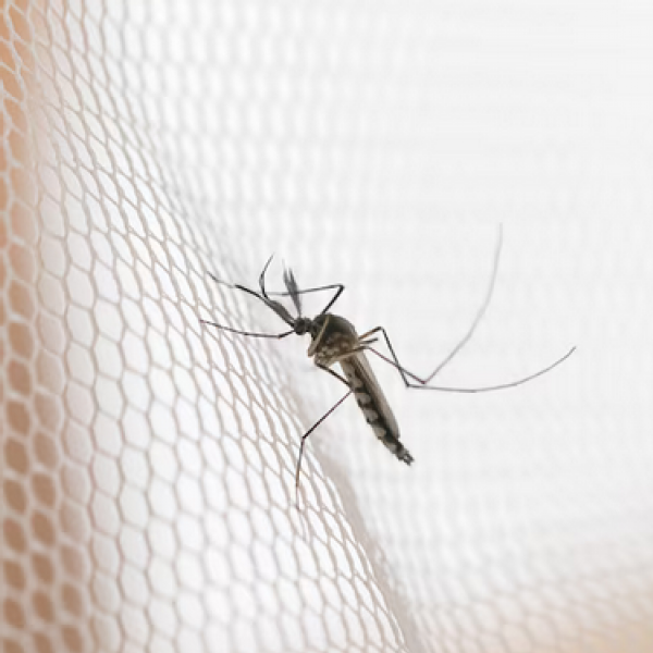 Corumbá à Ladário: Mapeando os casos de dengue no início do ano