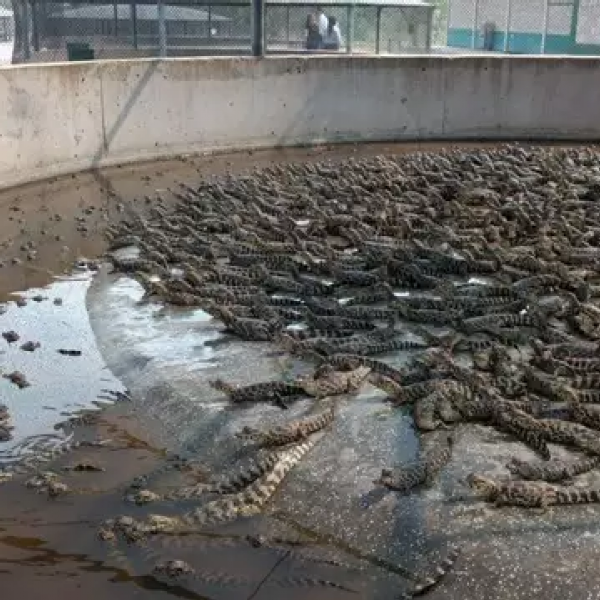 Frigorífico de jacaré é multada em R$ 44 milhões  por infração ambiental e exportação ilegal