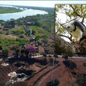 MPF investiga se avanço da mineração ameaça reprodução de harpias no Pantanal de Corumbá.
