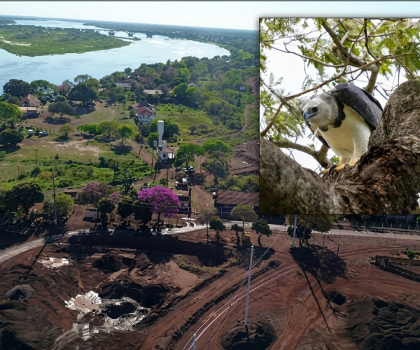 MPF investiga se avanço da mineração ameaça reprodução de harpias no Pantanal de Corumbá.