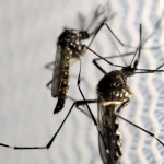 Dia D de combate ao Aedes aegypti ocorre neste sábado em todo o país