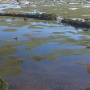 Pantanal enfrenta pior déficit hídrico do país e encerra ano 56% abaixo da média histórica