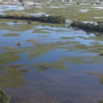 Pantanal enfrenta pior déficit hídrico do país e encerra ano 56% abaixo da média histórica