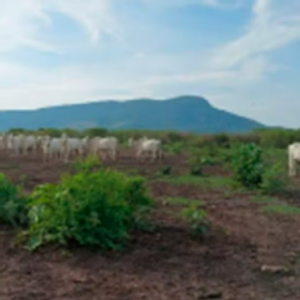 MPMS investiga suspeita de desmatamento irregular no Pantanal de Corumbá