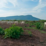 MPMS investiga suspeita de desmatamento irregular no Pantanal de Corumbá