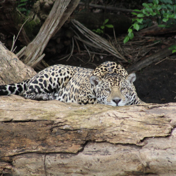 Aumento de ocorrências com onças leva MPF a instaurar acompanhamento em Corumbá