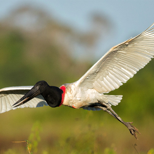 Tuiuiú é declarado ave-símbolo oficial do Pantanal sul-mato-grossense por nova lei