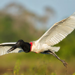 Tuiuiú é declarado ave-símbolo oficial do Pantanal sul-mato-grossense por nova lei