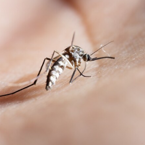 Ministério da Saúde anuncia Inclusão da contra dengue no calendário do SUS