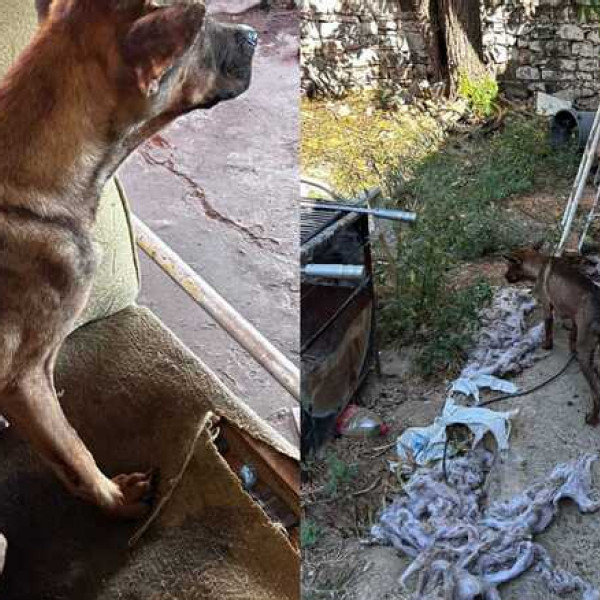 Polícia Civil resgata cães abandonados em imóvel de Corumbá
